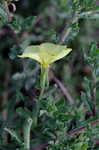 Cutleaf evening-primrose